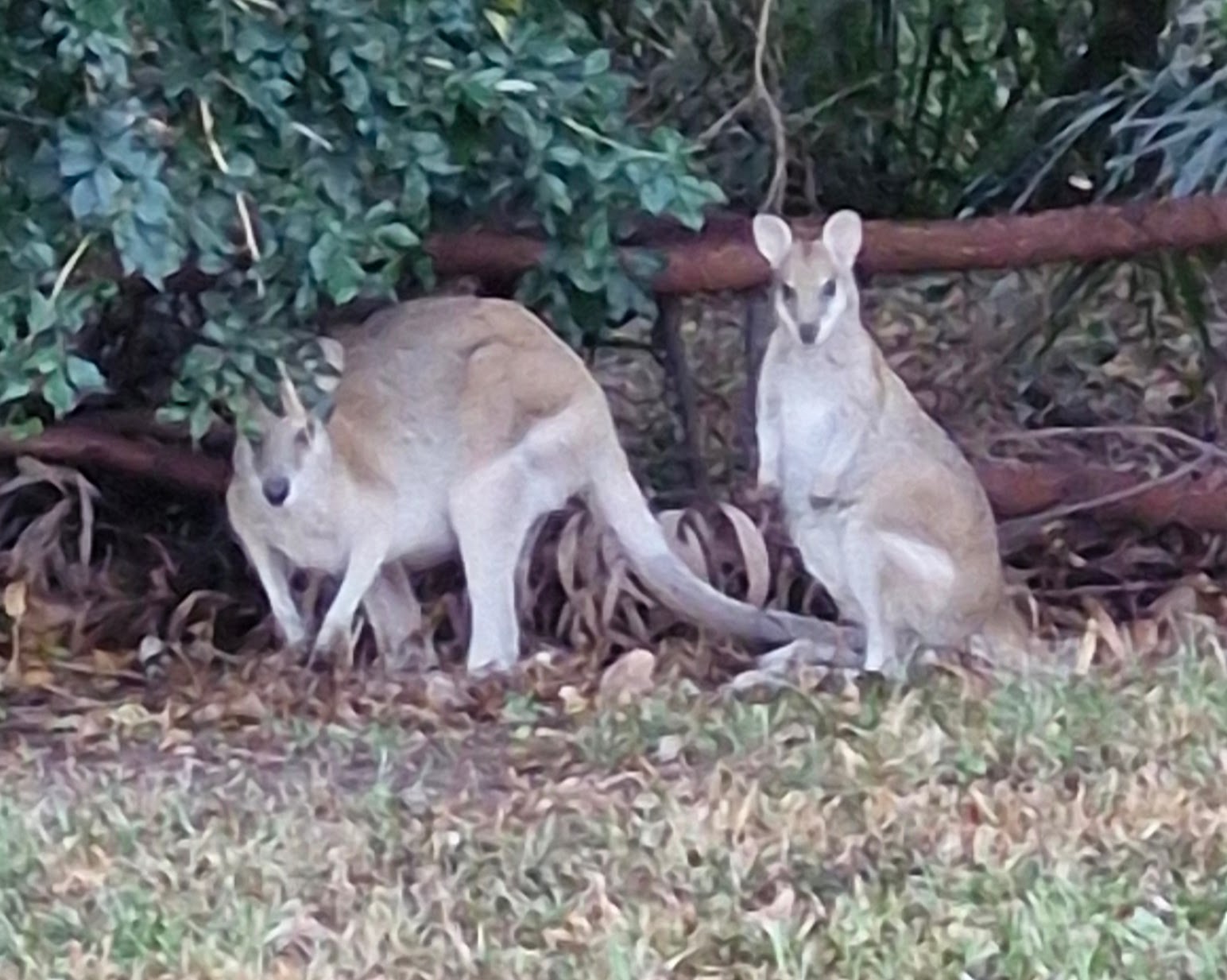Whale tail flips elegantly off the coast at Ballina NSW