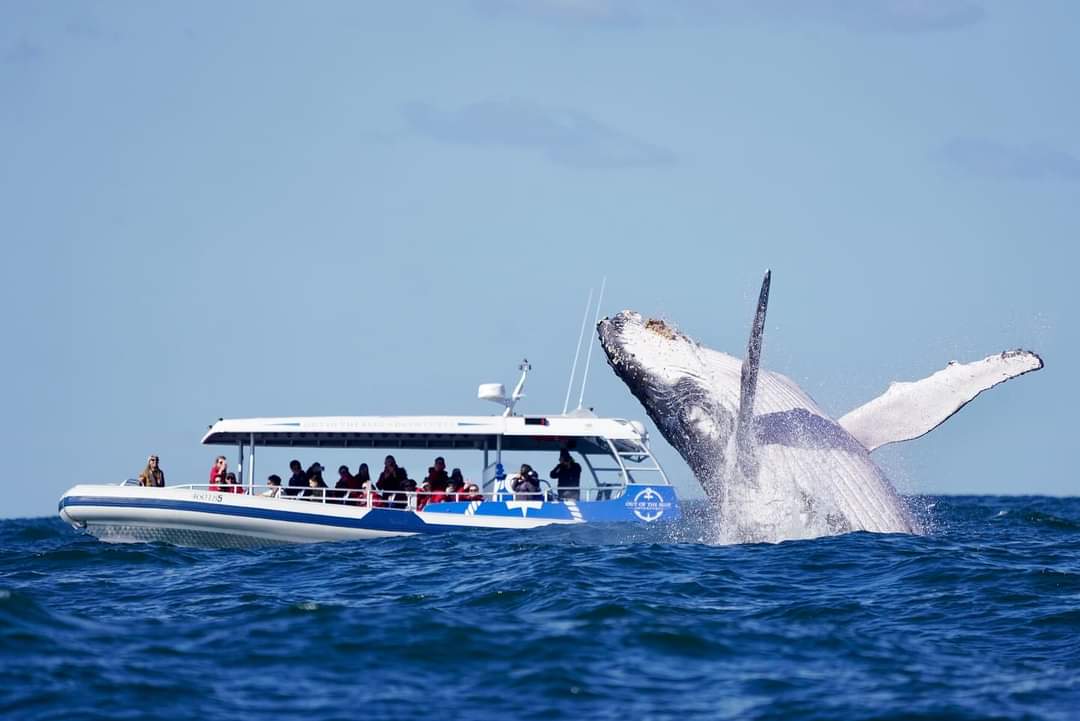 Whale tail flips elegantly off the coast at Ballina NSW