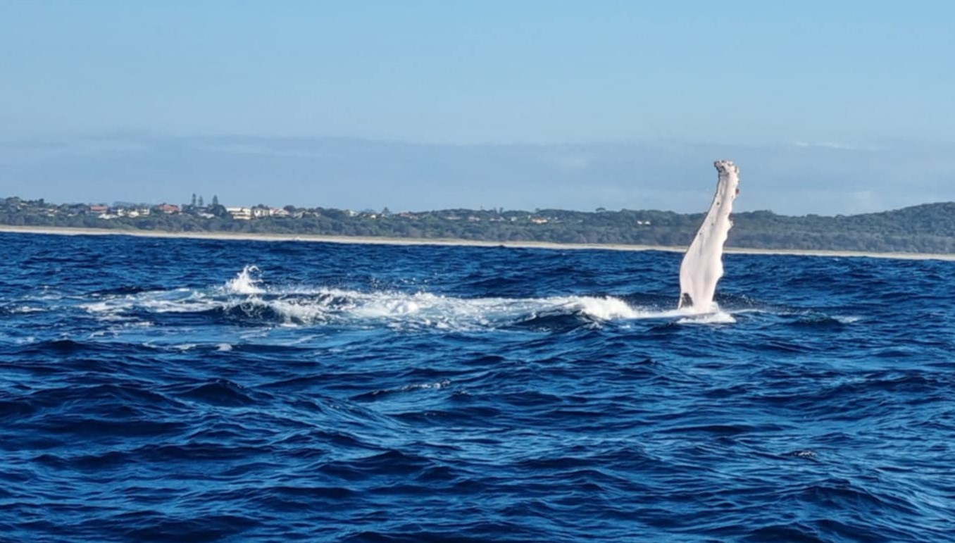 Whale tail flips elegantly off the coast at Ballina NSW