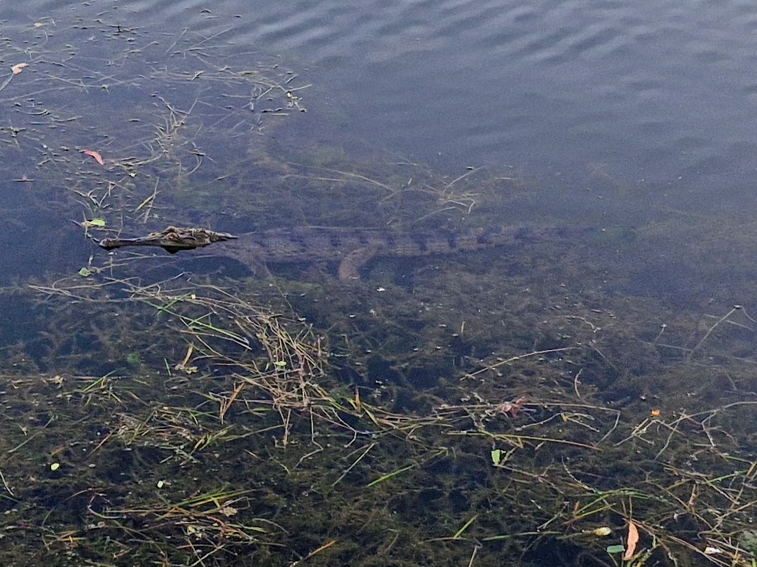 Whale tail flips elegantly off the coast at Ballina NSW