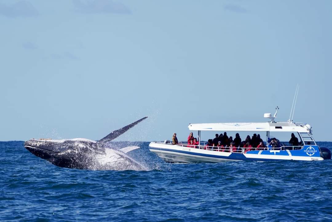 Whale tail flips elegantly off the coast at Ballina NSW