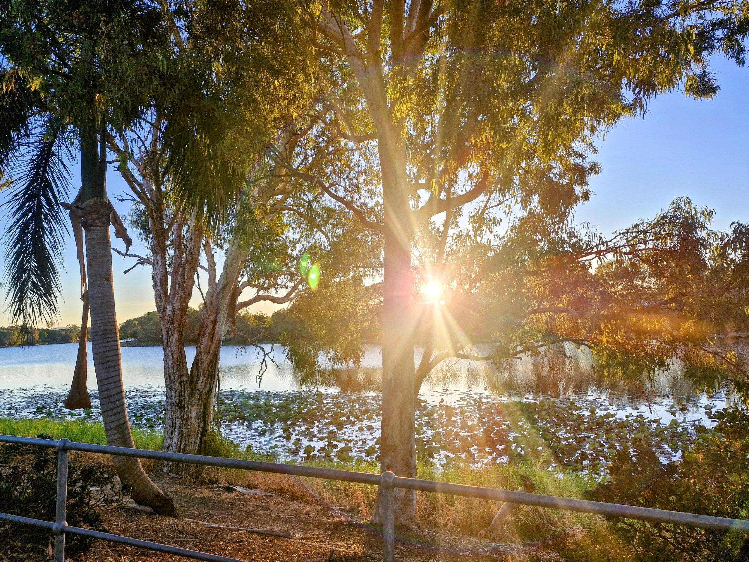 Whale tail flips elegantly off the coast at Ballina NSW