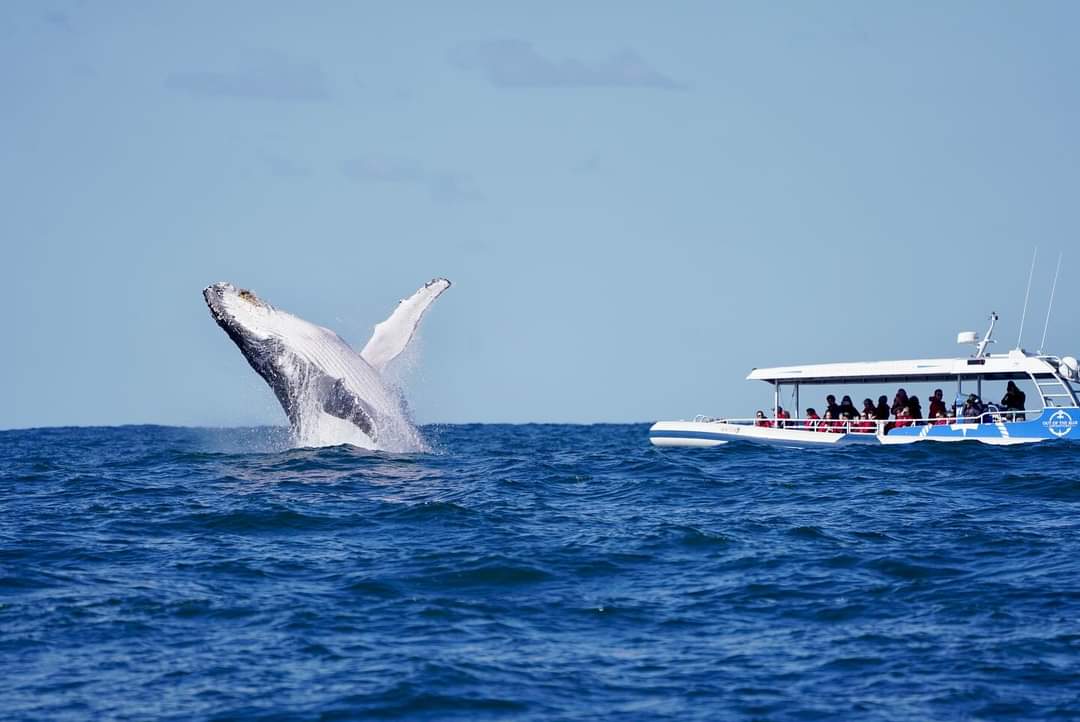 Whale tail flips elegantly off the coast at Ballina NSW