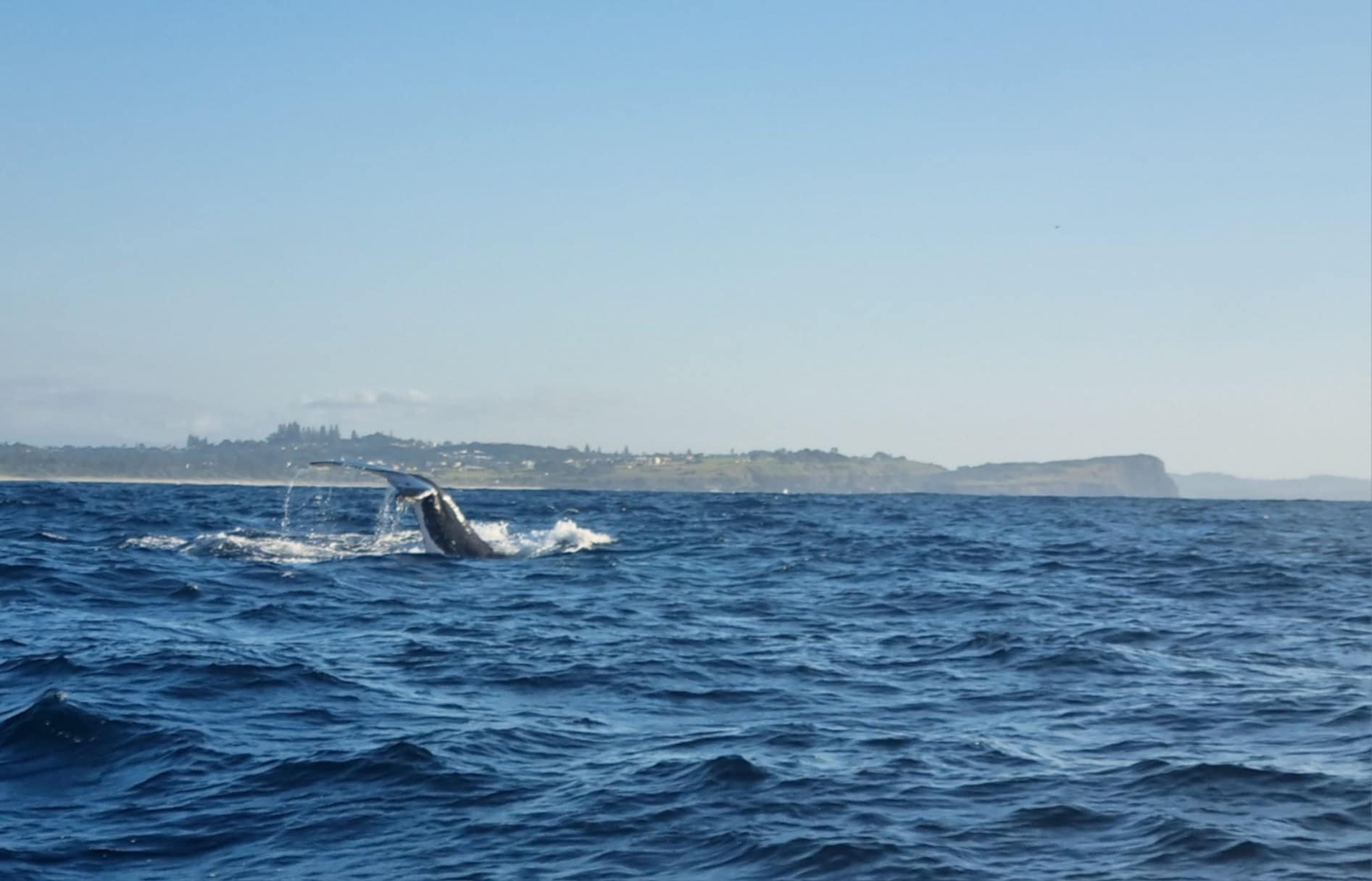 Whale tail flips elegantly off the coast at Ballina NSW