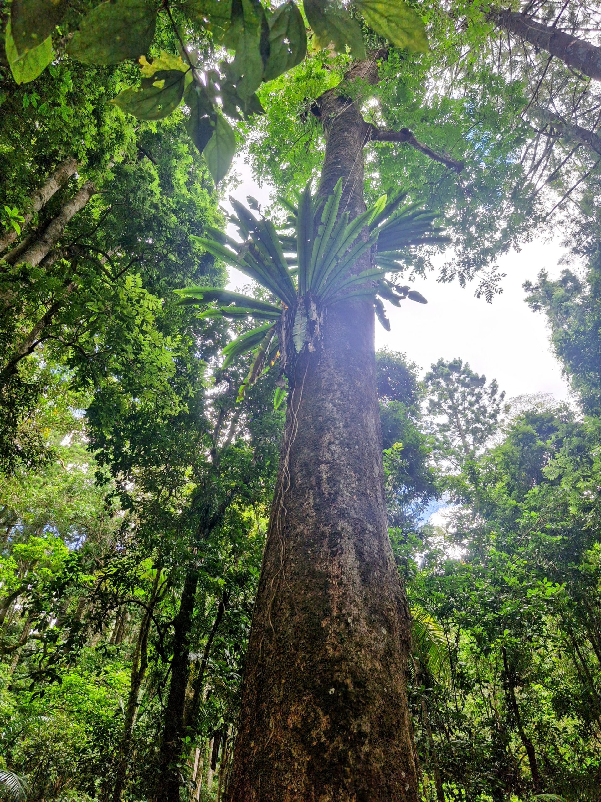 Whale tail flips elegantly off the coast at Ballina NSW